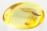 Fossil Short-Winged Fungus Gnat (Sciaridae) In Baltic Amber #288169-1